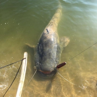 Fotogalerie Camp Ebro Catches in campsite in 2018